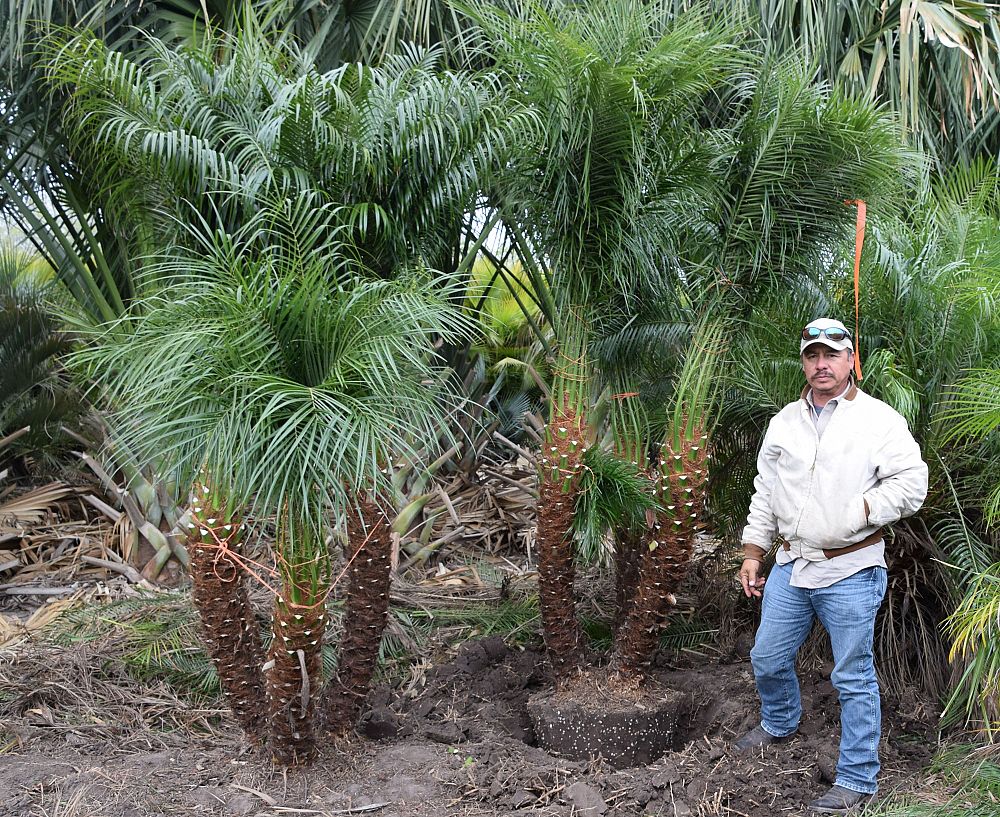 phoenix-roebelenii-pygmy-date-palm-roebelenii-palm
