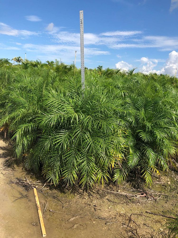 phoenix-roebelenii-pygmy-date-palm-roebelenii-palm