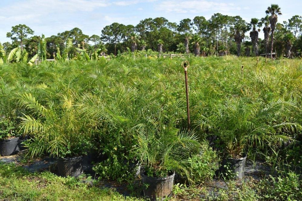 phoenix-roebelenii-pygmy-date-palm-roebelenii-palm