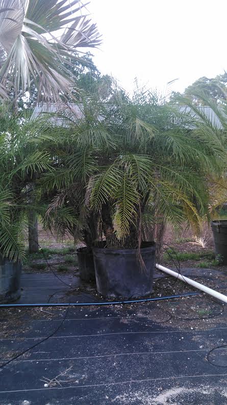 phoenix-roebelenii-pygmy-date-palm-roebelenii-palm