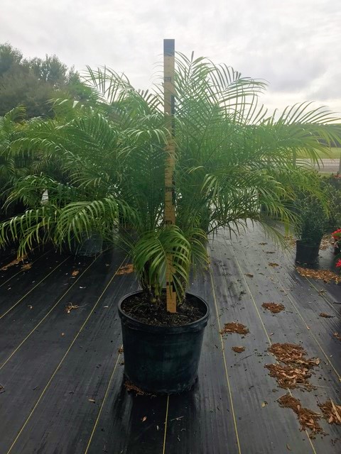 phoenix-roebelenii-pygmy-date-palm-roebelenii-palm