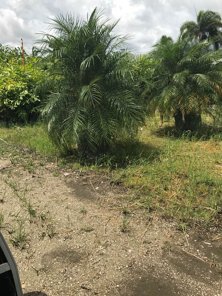 phoenix-roebelenii-pygmy-date-palm-roebelenii-palm