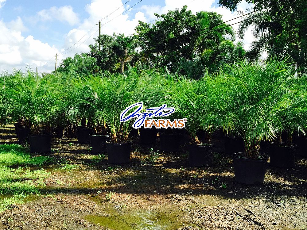 phoenix-roebelenii-pygmy-date-palm-roebelenii-palm
