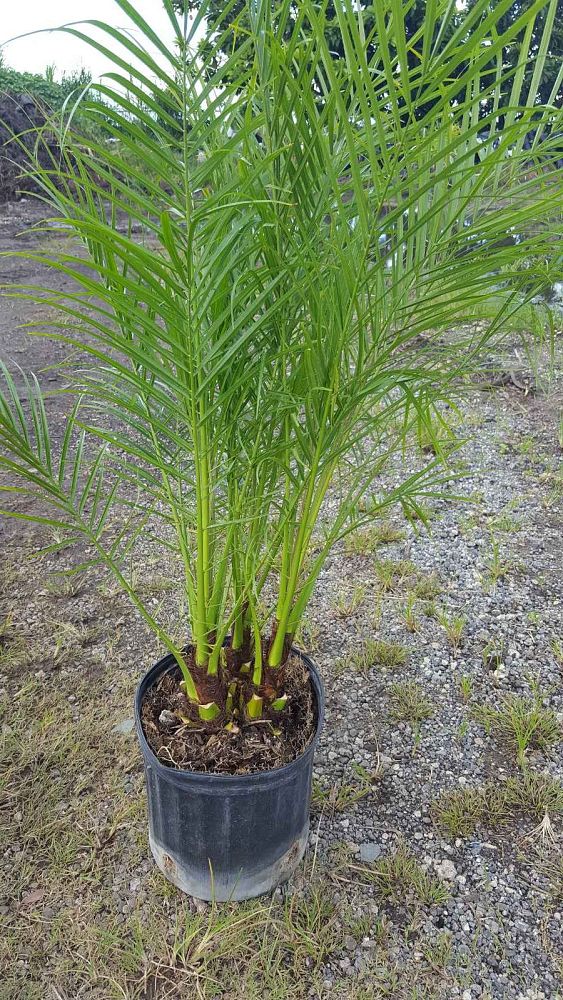 phoenix-roebelenii-pygmy-date-palm-roebelenii-palm