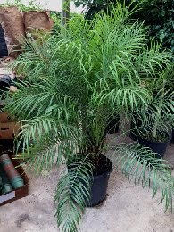 phoenix-roebelenii-pygmy-date-palm-roebelenii-palm