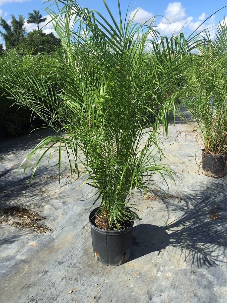 phoenix-roebelenii-pygmy-date-palm-roebelenii-palm