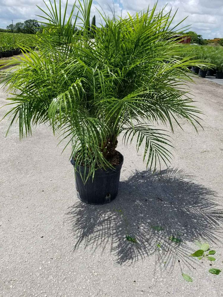 phoenix-roebelenii-pygmy-date-palm-roebelenii-palm