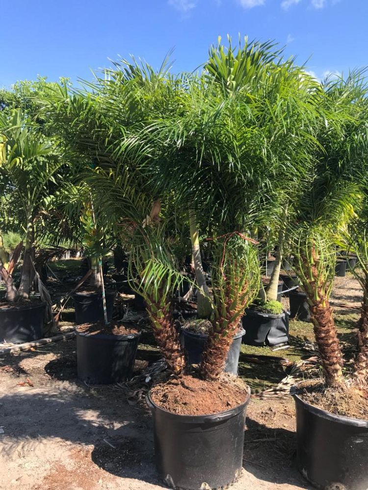 phoenix-roebelenii-pygmy-date-palm-roebelenii-palm