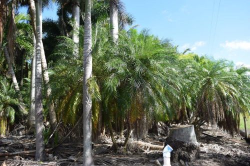 phoenix-roebelenii-pygmy-date-palm-roebelenii-palm