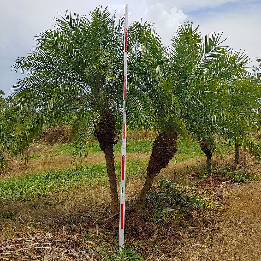 phoenix-roebelenii-pygmy-date-palm-roebelenii-palm