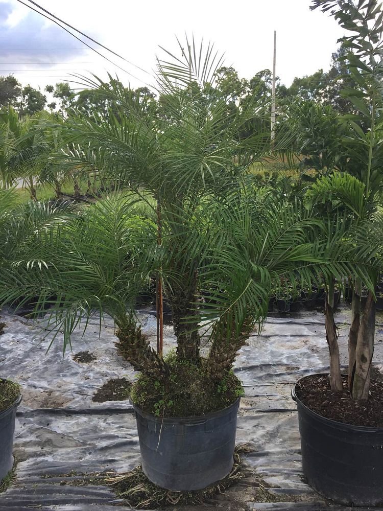 phoenix-roebelenii-pygmy-date-palm-roebelenii-palm