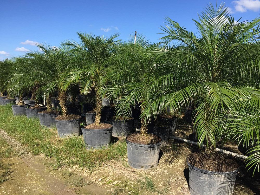 phoenix-roebelenii-pygmy-date-palm-roebelenii-palm