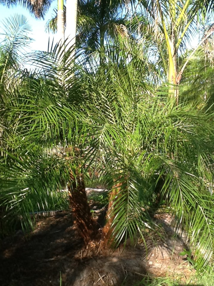 phoenix-roebelenii-pygmy-date-palm-roebelenii-palm