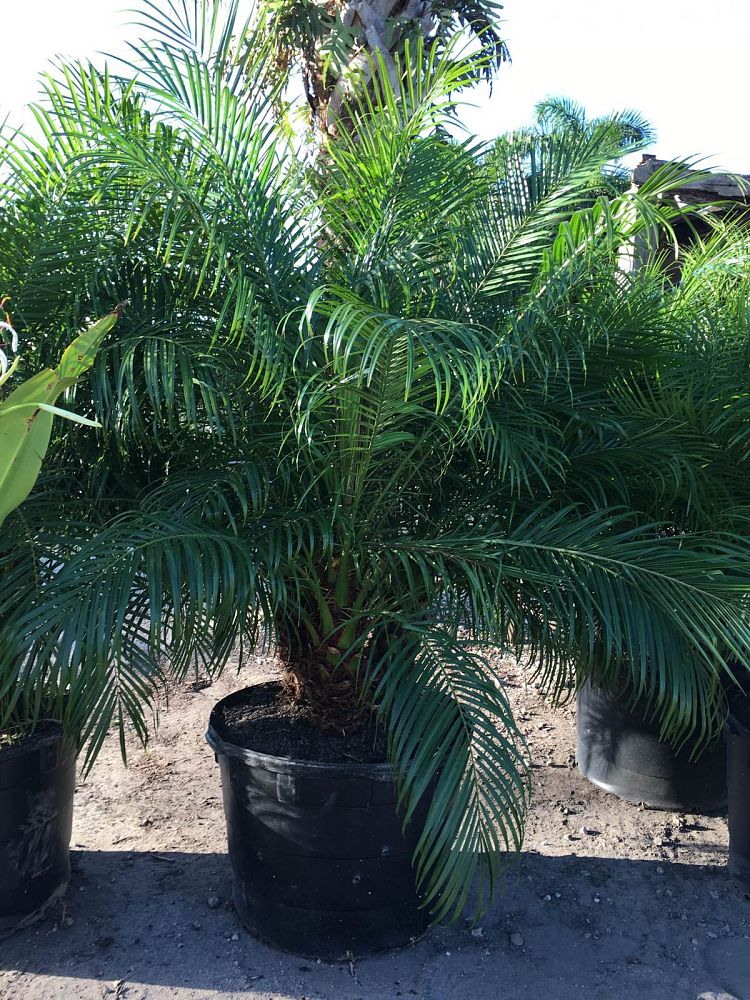 phoenix-roebelenii-pygmy-date-palm-roebelenii-palm