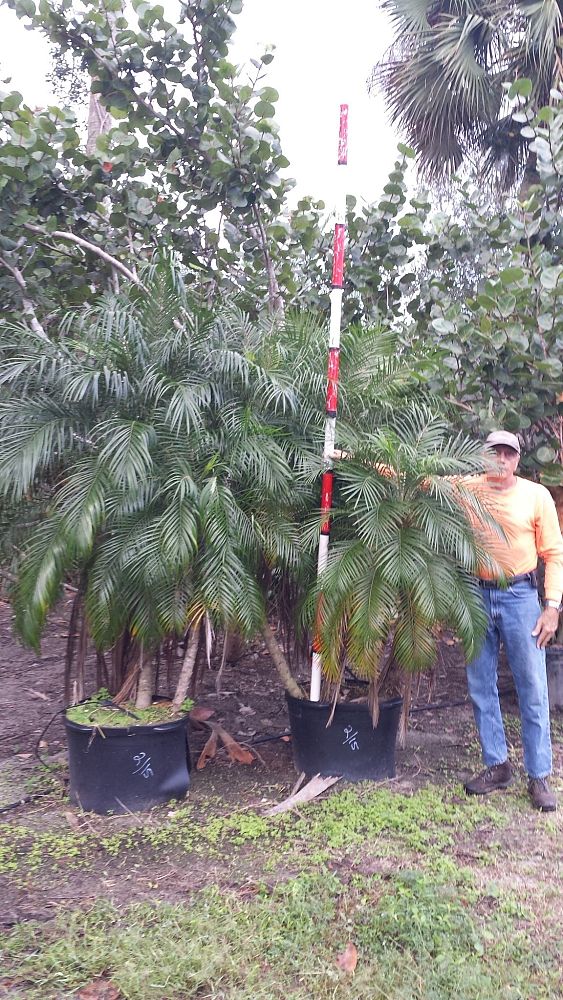 phoenix-roebelenii-pygmy-date-palm-roebelenii-palm