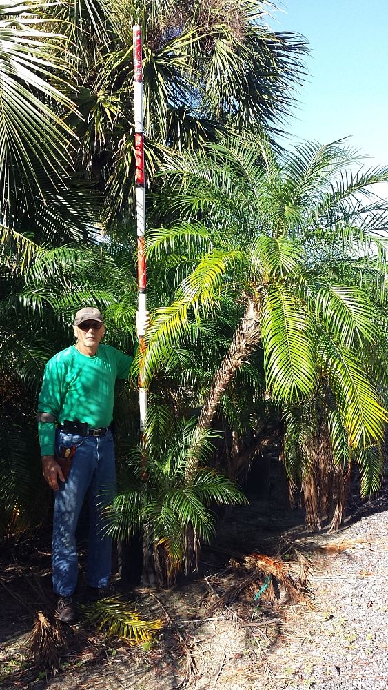 phoenix-roebelenii-pygmy-date-palm-roebelenii-palm