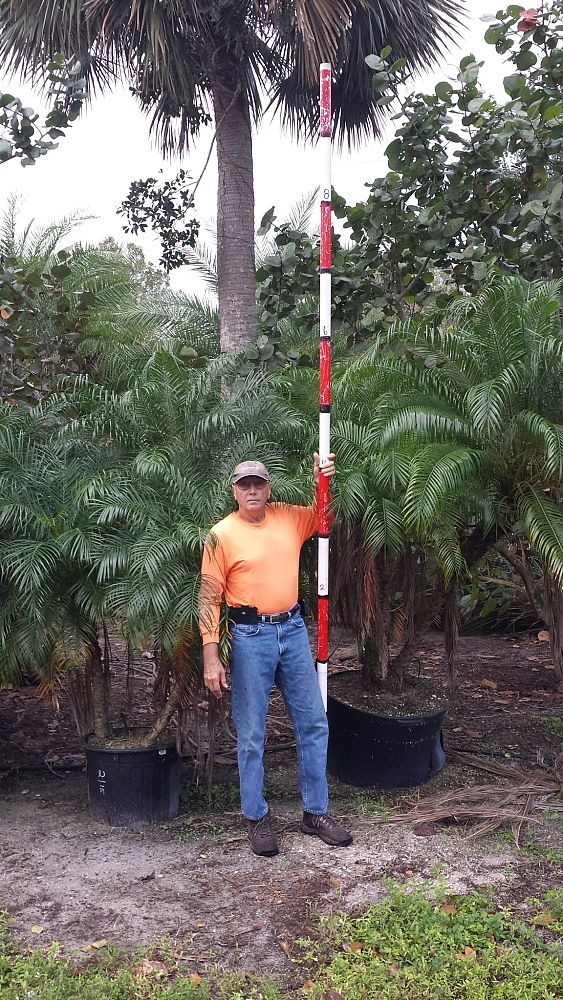phoenix-roebelenii-pygmy-date-palm-roebelenii-palm