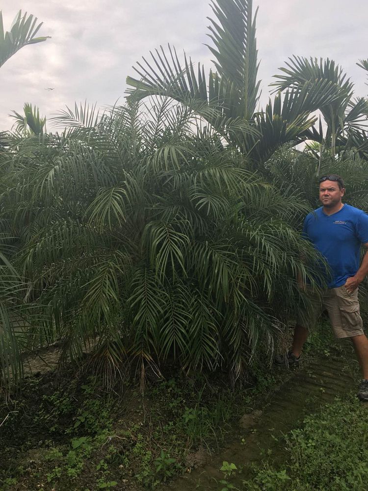 phoenix-roebelenii-pygmy-date-palm-roebelenii-palm