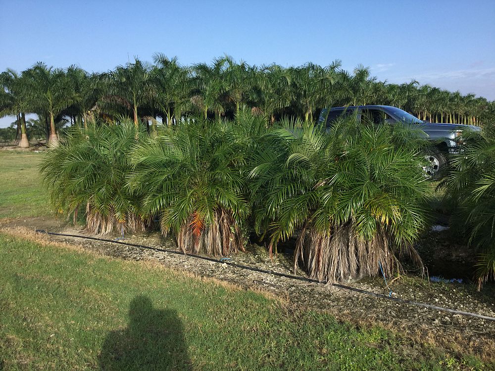 phoenix-roebelenii-pygmy-date-palm-roebelenii-palm