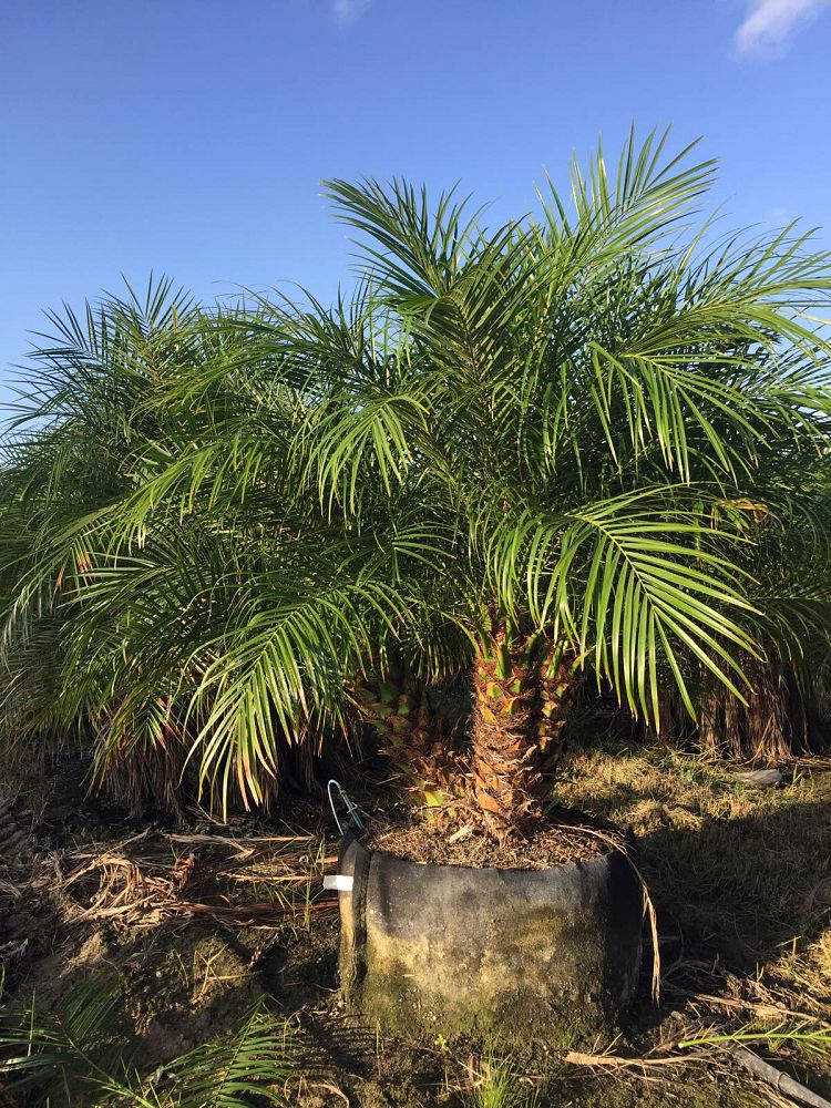 phoenix-roebelenii-pygmy-date-palm-roebelenii-palm