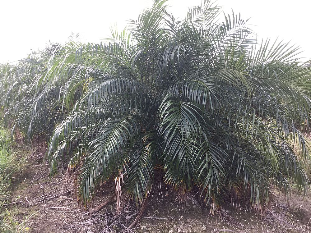 phoenix-roebelenii-pygmy-date-palm-roebelenii-palm