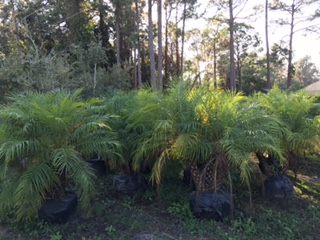 phoenix-roebelenii-pygmy-date-palm-roebelenii-palm