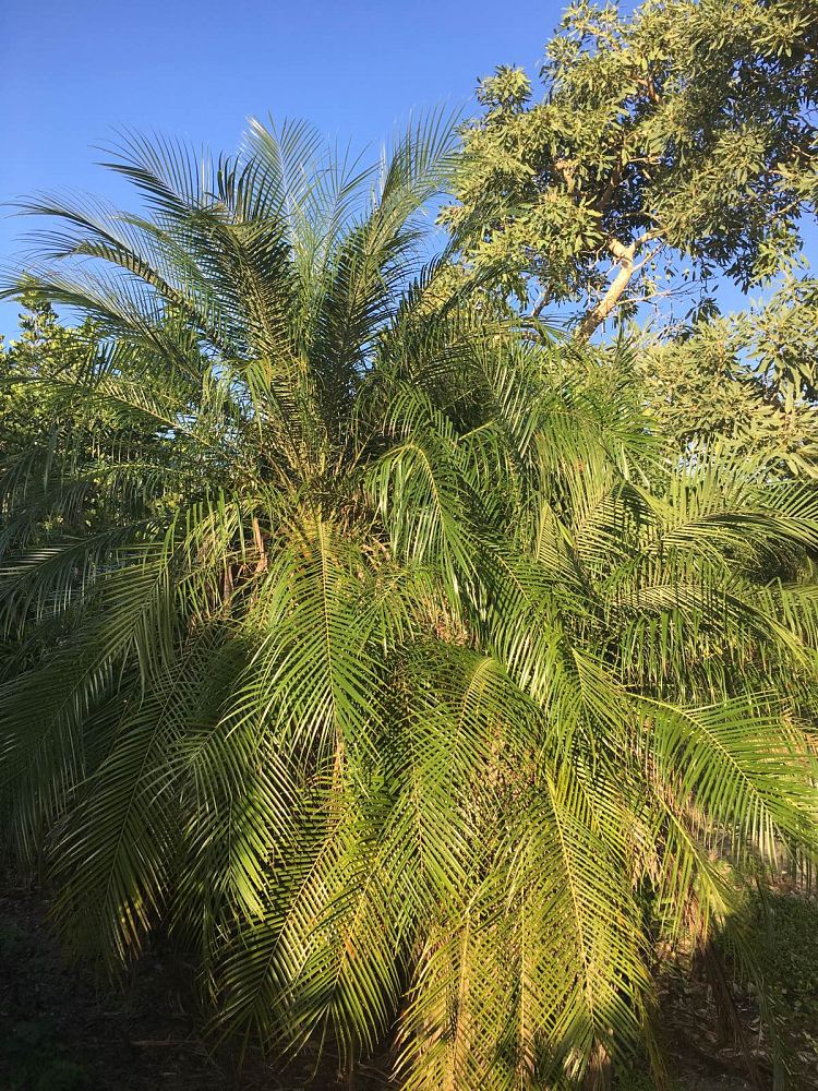 phoenix-roebelenii-pygmy-date-palm-roebelenii-palm