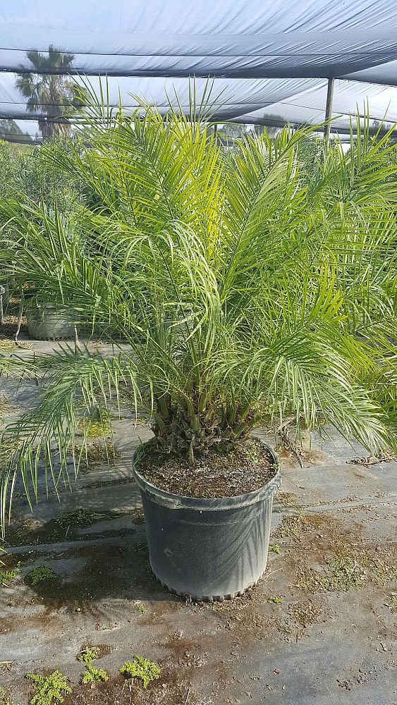 phoenix-roebelenii-pygmy-date-palm-roebelenii-palm