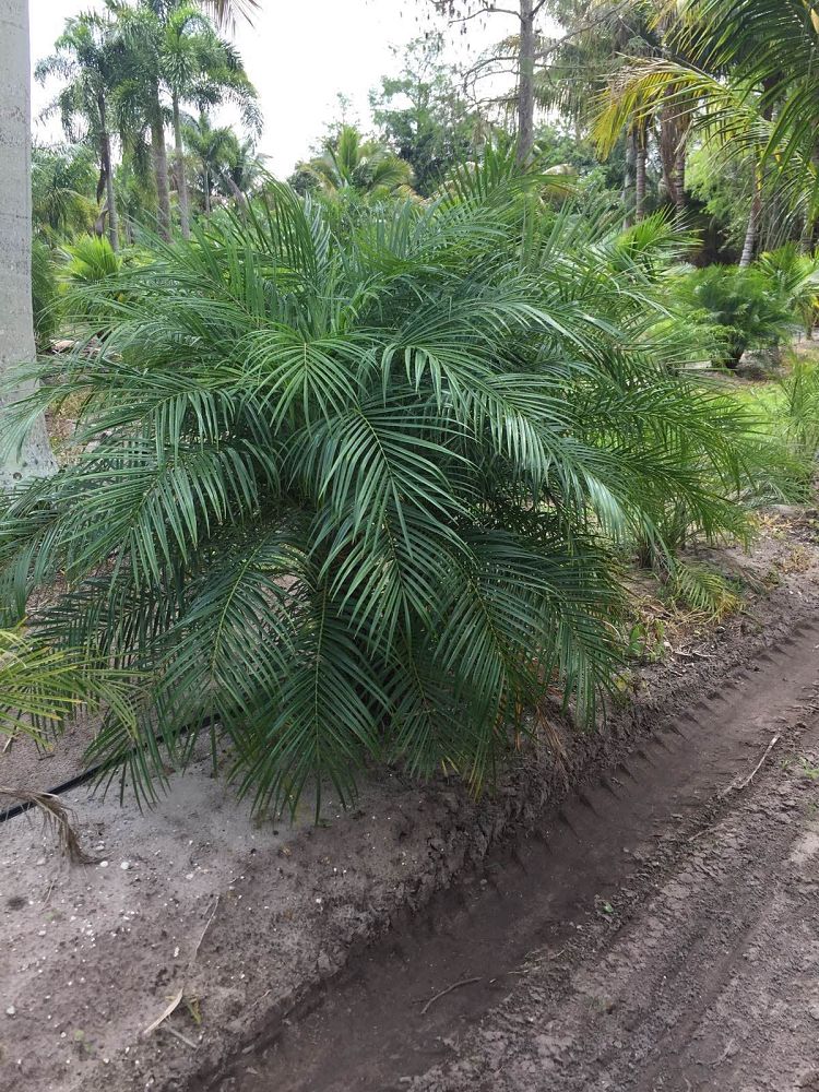 phoenix-roebelenii-pygmy-date-palm-roebelenii-palm