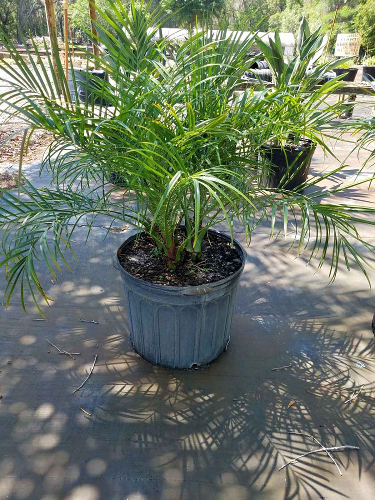 phoenix-roebelenii-pygmy-date-palm-roebelenii-palm