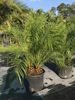 phoenix-roebelenii-pygmy-date-palm-roebelenii-palm