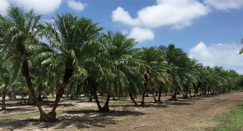 phoenix-roebelenii-pygmy-date-palm-roebelenii-palm