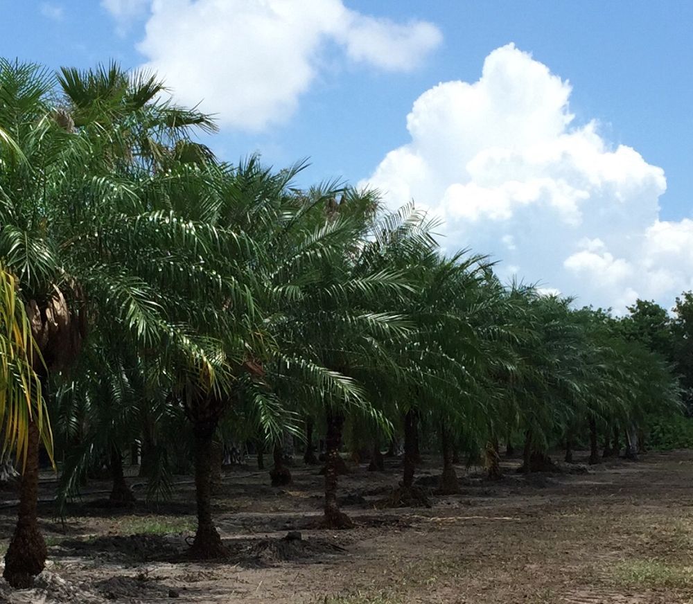 phoenix-roebelenii-pygmy-date-palm-roebelenii-palm