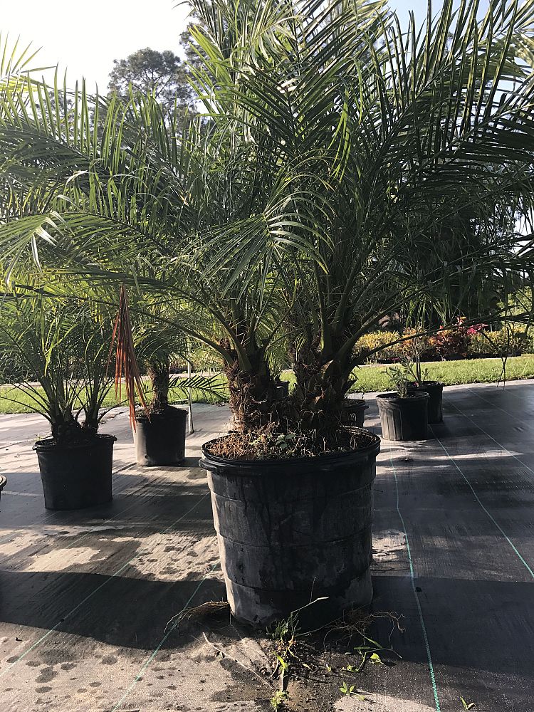 phoenix-roebelenii-pygmy-date-palm-roebelenii-palm