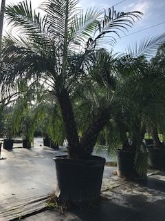 phoenix-roebelenii-pygmy-date-palm-roebelenii-palm
