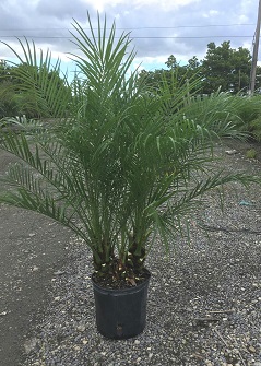 phoenix-roebelenii-pygmy-date-palm-roebelenii-palm