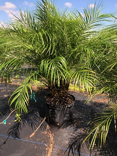 phoenix-roebelenii-pygmy-date-palm-roebelenii-palm
