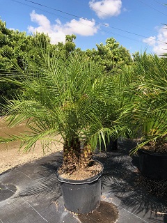 phoenix-roebelenii-pygmy-date-palm-roebelenii-palm
