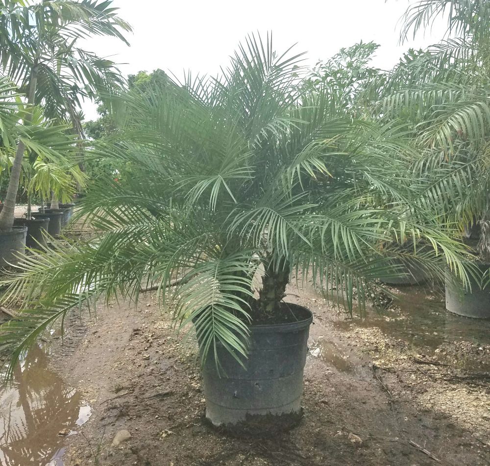 phoenix-roebelenii-pygmy-date-palm-roebelenii-palm