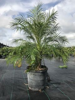 phoenix-roebelenii-pygmy-date-palm-roebelenii-palm