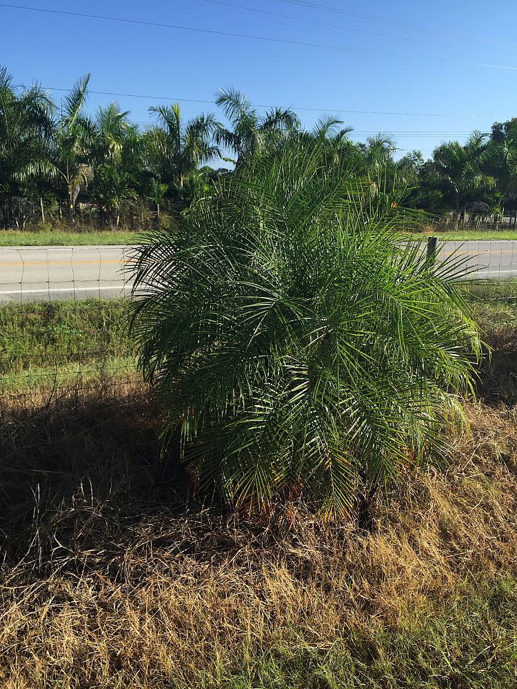 phoenix-roebelenii-pygmy-date-palm-roebelenii-palm