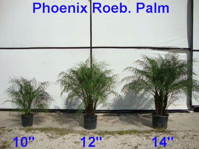 phoenix-roebelenii-pygmy-date-palm-roebelenii-palm