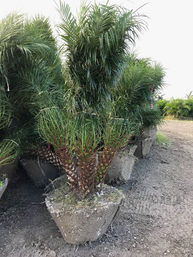 phoenix-roebelenii-pygmy-date-palm-roebelenii-palm