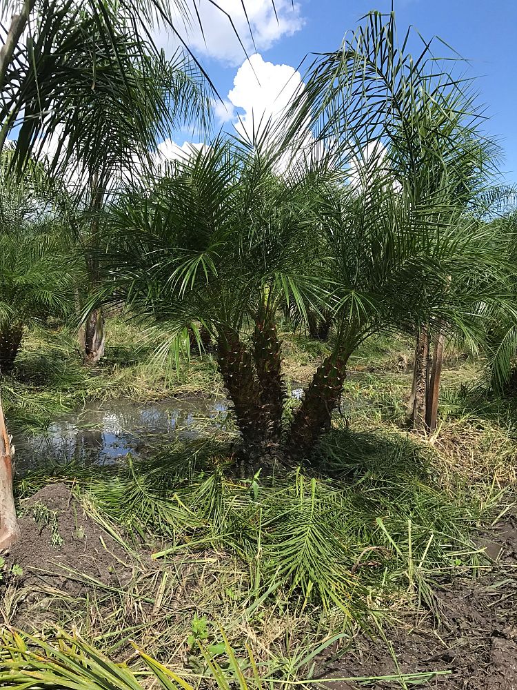 phoenix-roebelenii-pygmy-date-palm-roebelenii-palm