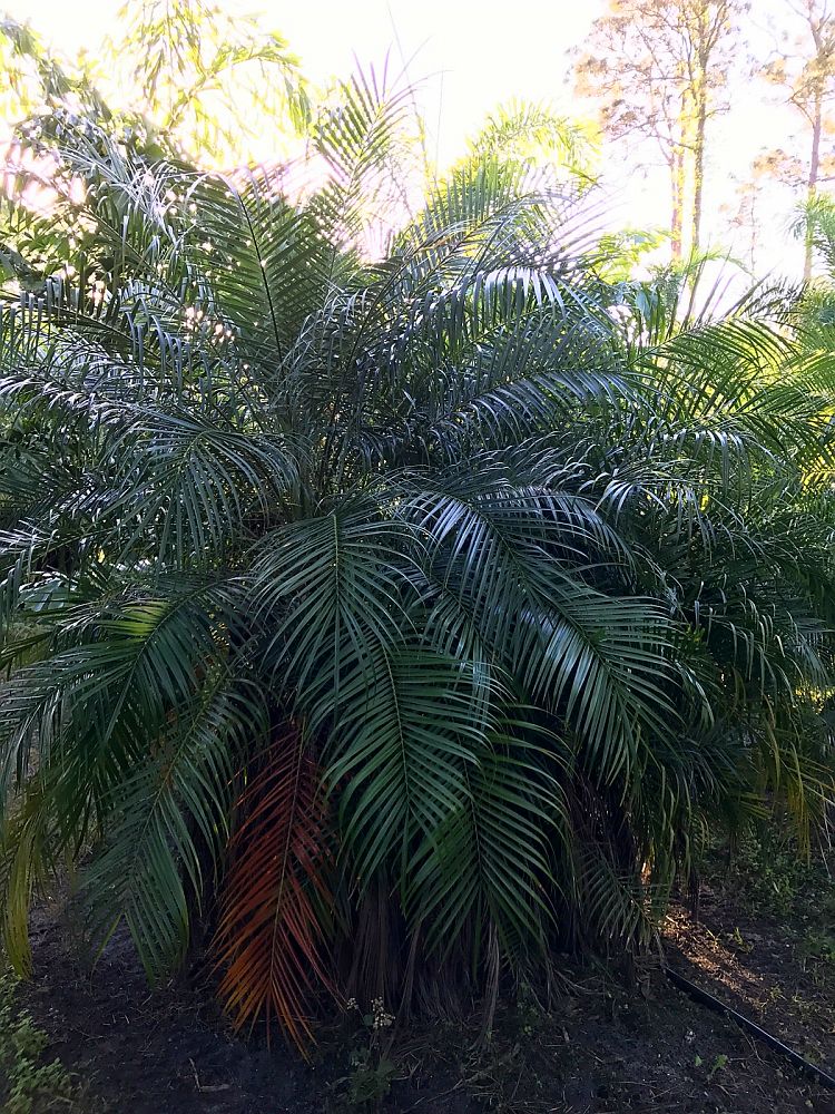 phoenix-roebelenii-pygmy-date-palm-roebelenii-palm