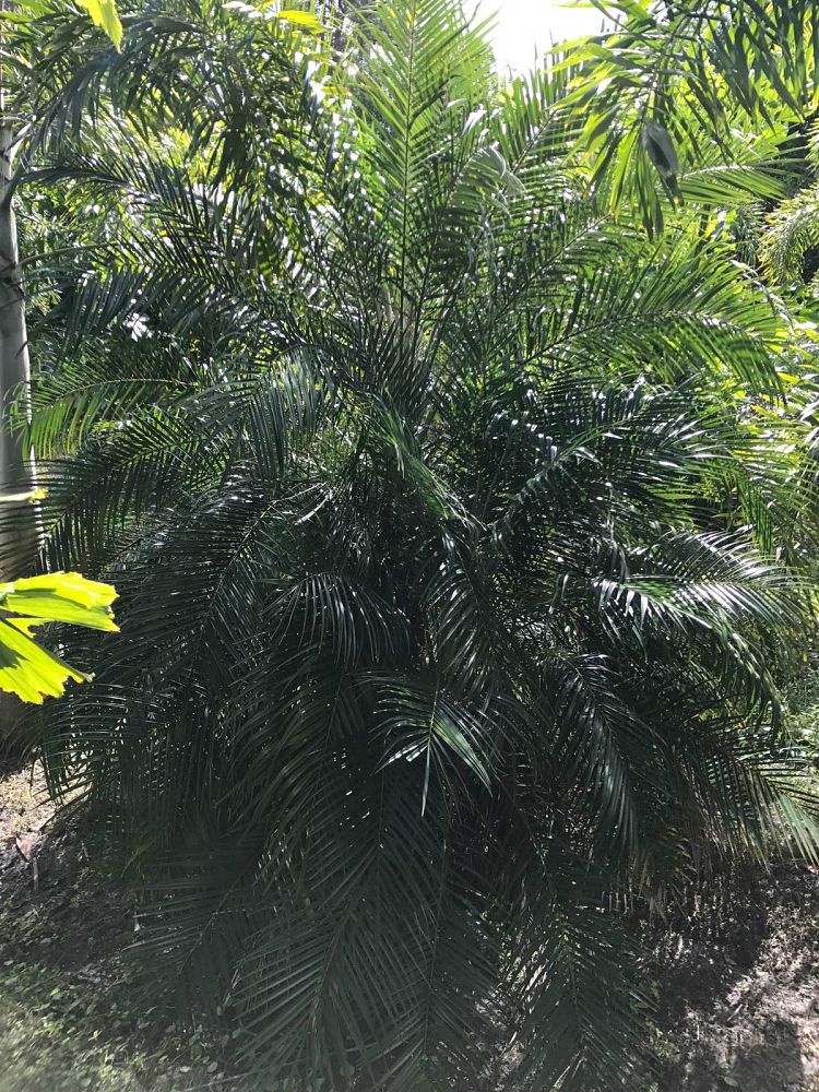 phoenix-roebelenii-pygmy-date-palm-roebelenii-palm
