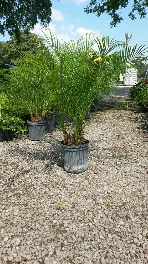 phoenix-roebelenii-pygmy-date-palm-roebelenii-palm
