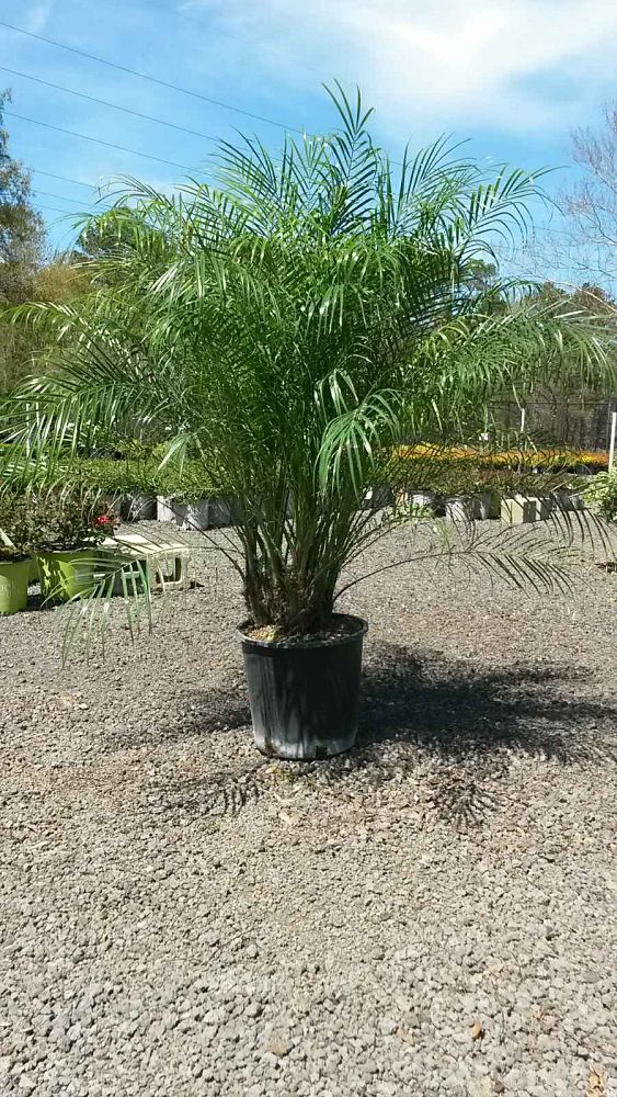 phoenix-roebelenii-pygmy-date-palm-roebelenii-palm