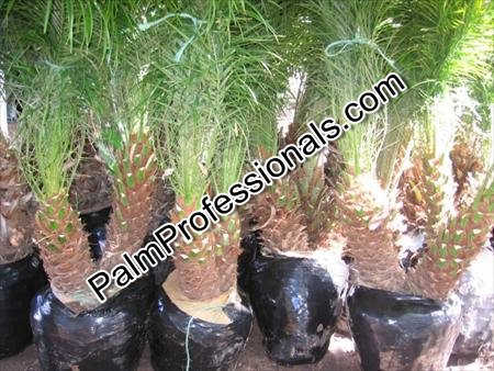 phoenix-roebelenii-pygmy-date-palm-roebelenii-palm