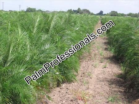phoenix-roebelenii-pygmy-date-palm-roebelenii-palm